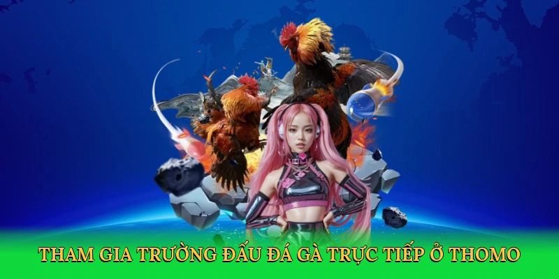 Tham gia trường đấu đá gà trực tiếp ở thomo
